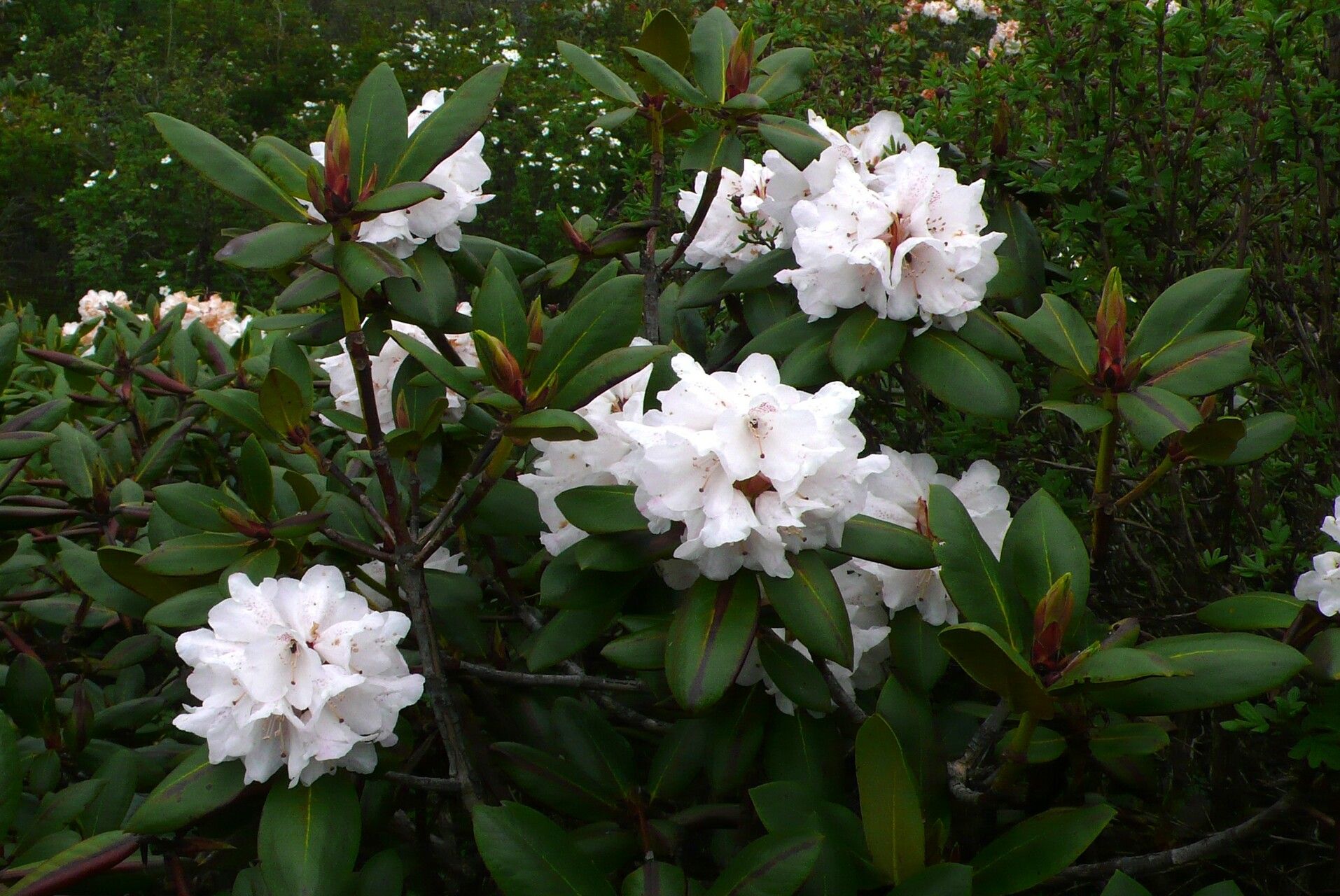 Rhododendron przewalskii flower