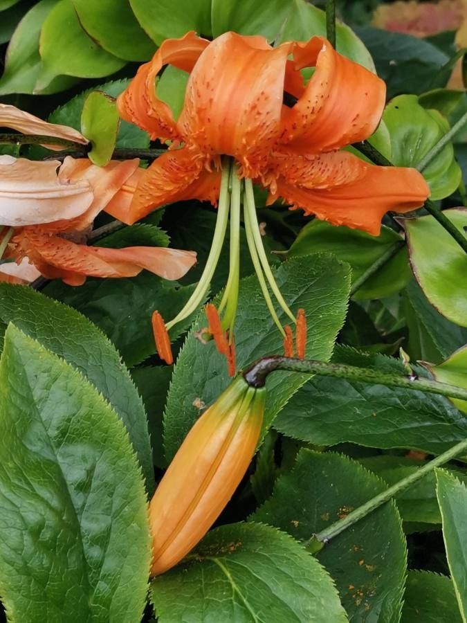 Lilium henryi flower