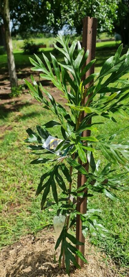 Grevillea baileyana leaf