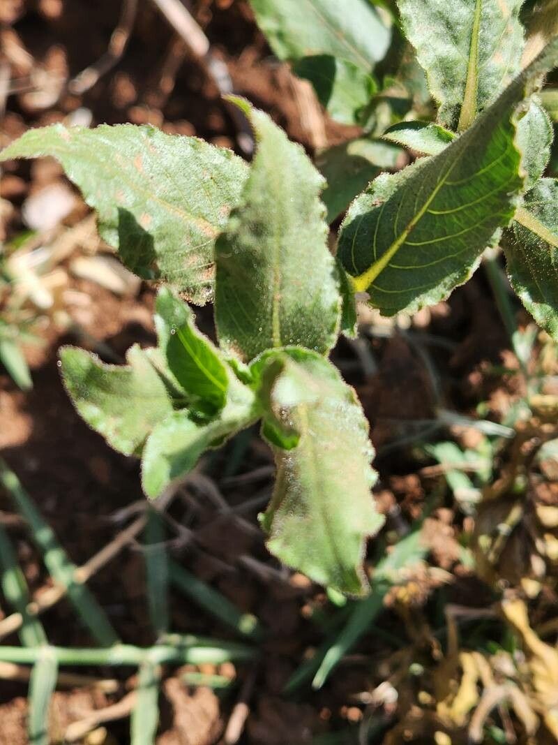Hygrophila spiciformis leaf