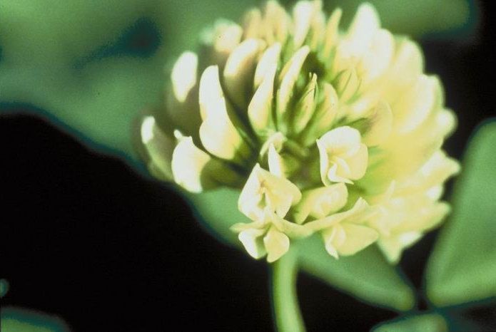 Trifolium stoloniferum