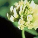 Trifolium stoloniferum