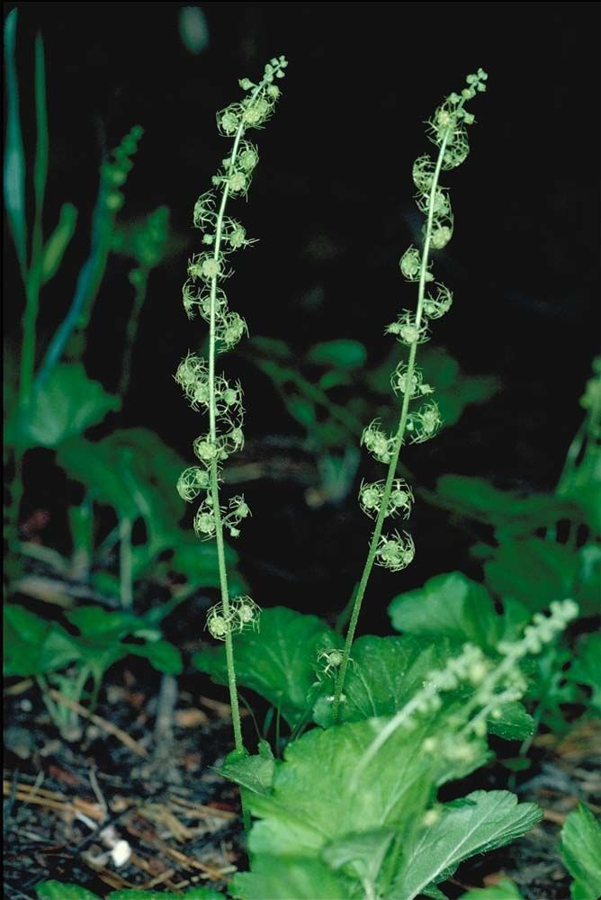 Mitella breweri habit