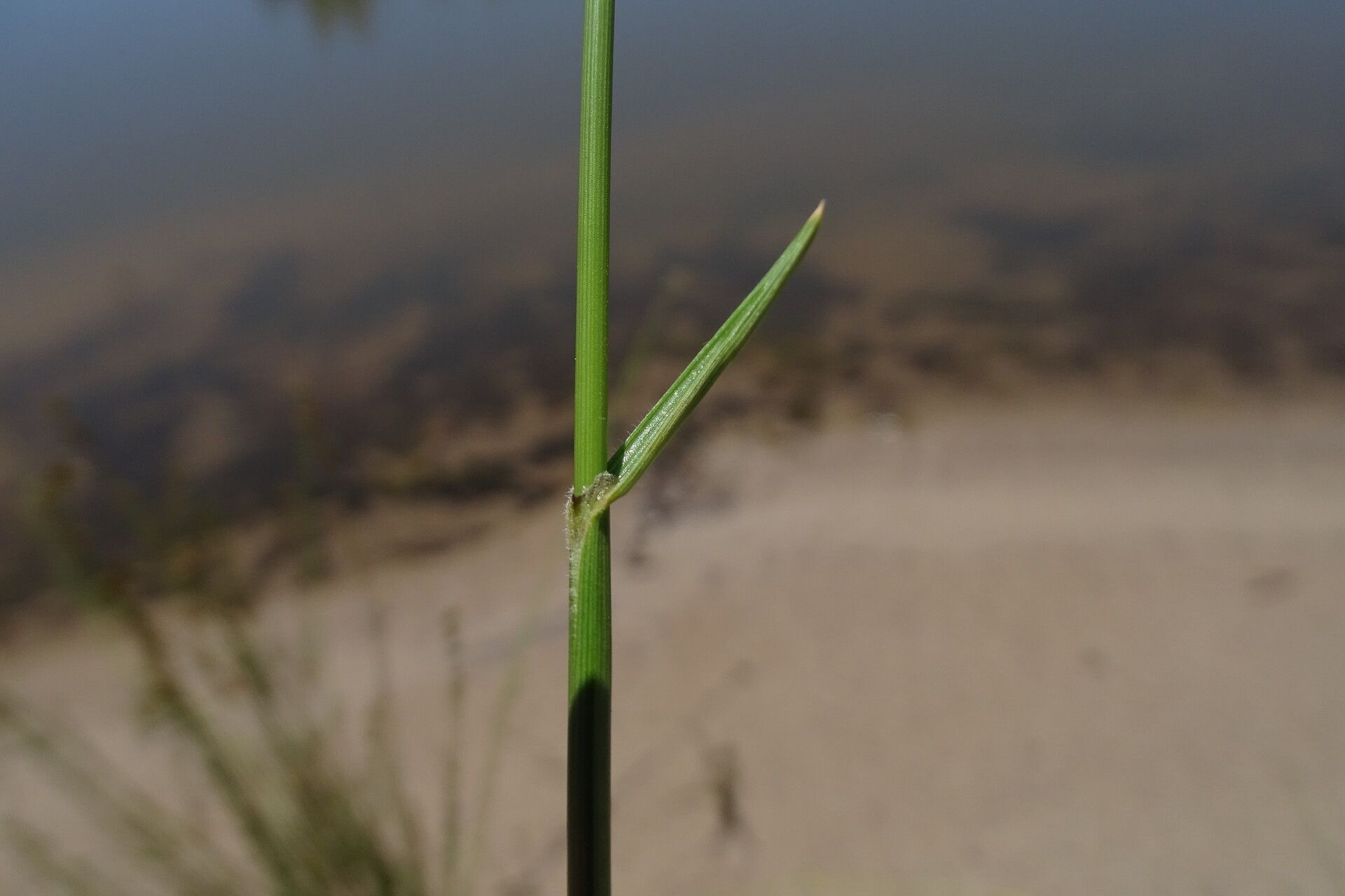 Fuirena stricta bark