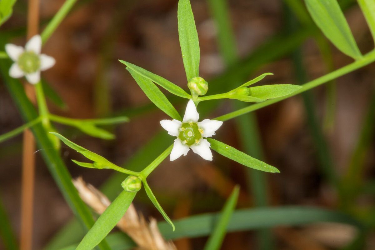 Thesium linophyllon flower