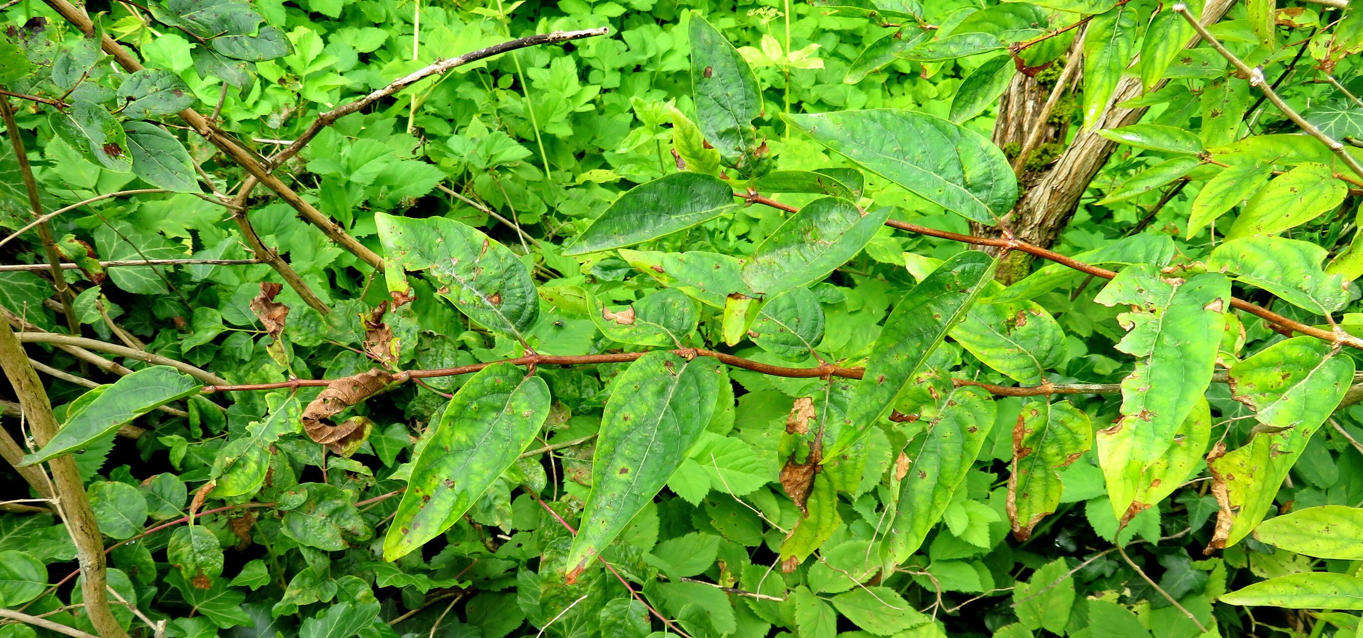 Lonicera myrtilloides leaf
