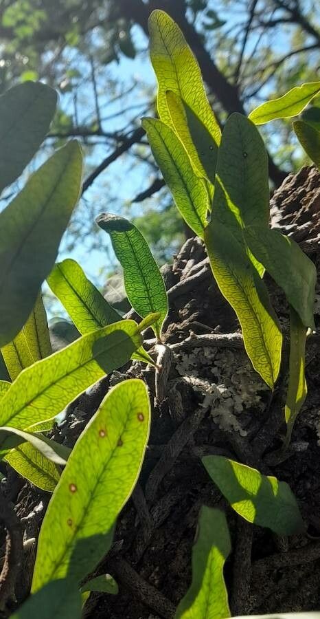 Microgramma squamulosa habit