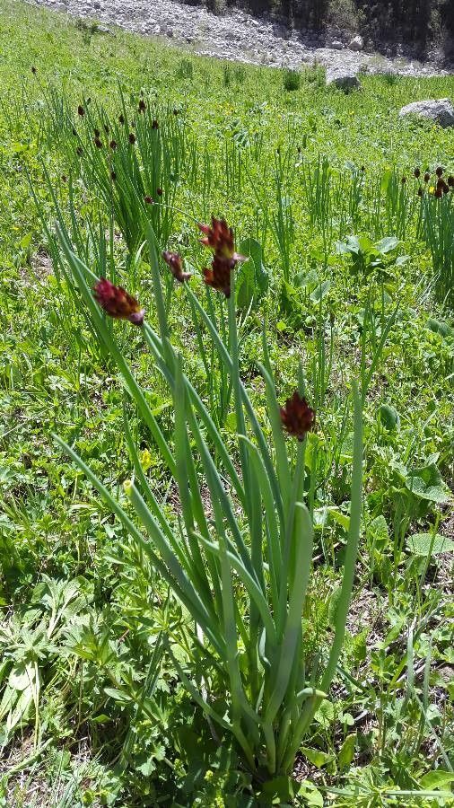 Allium atrosanguineum — search result for 'Uzbekistan'