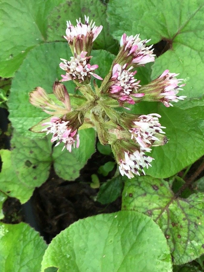 Petasites fragrans flower