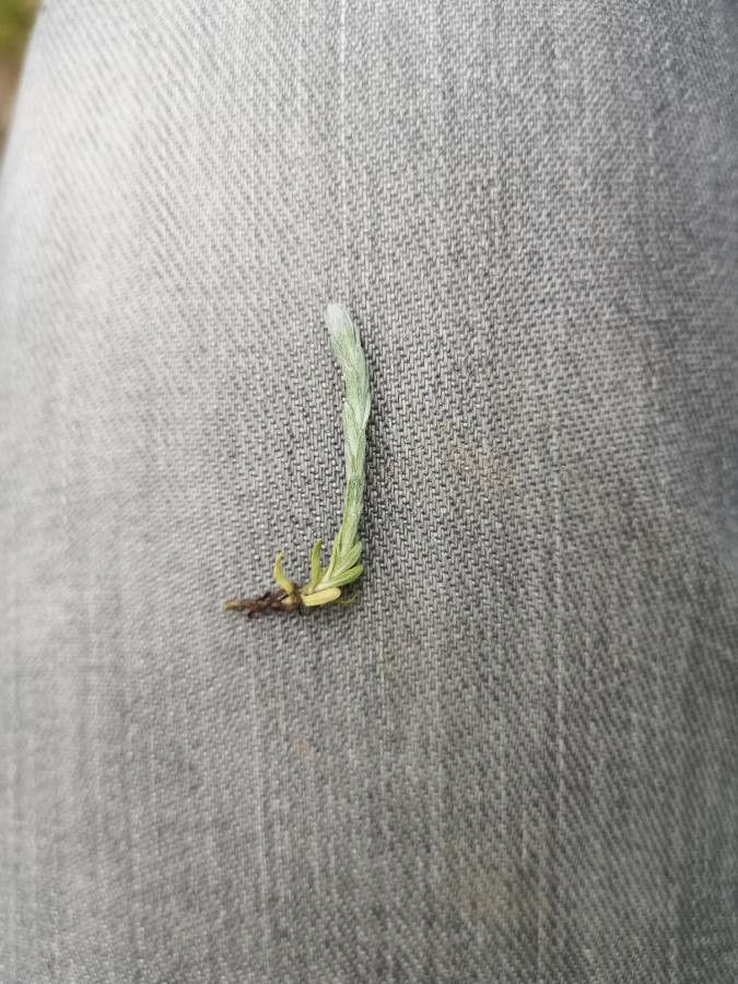 Filago minima — search result for 'Filago'