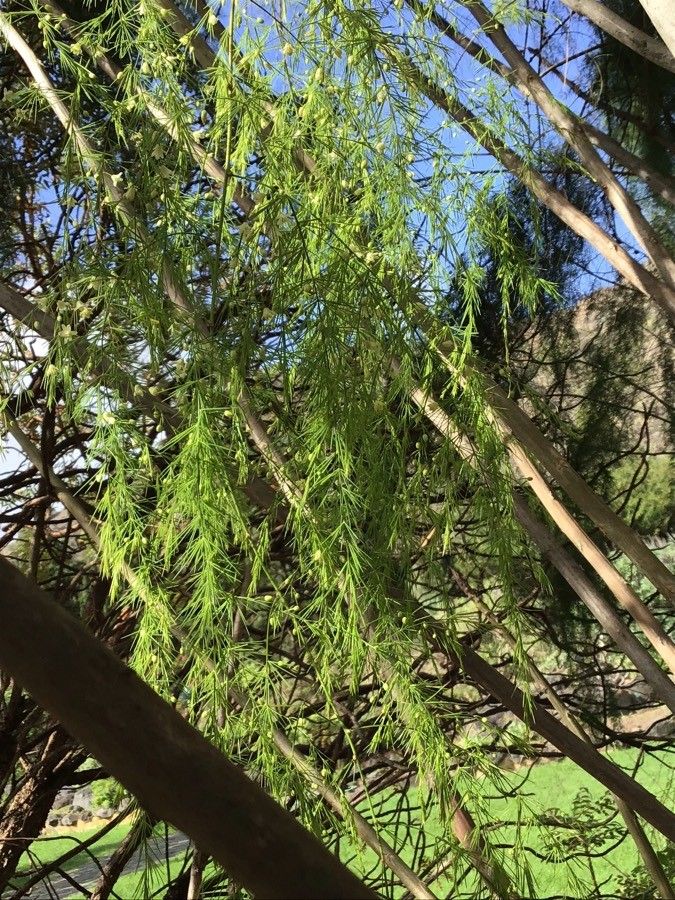 Asparagus scoparius leaf