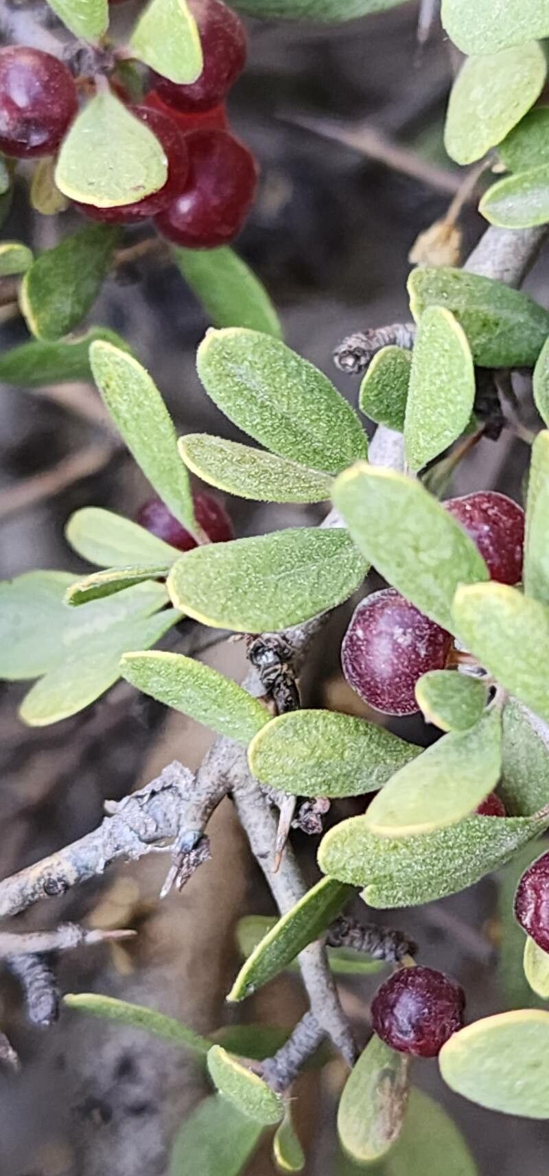 Rhamnus kurdica — search result for 'Rhamnus'