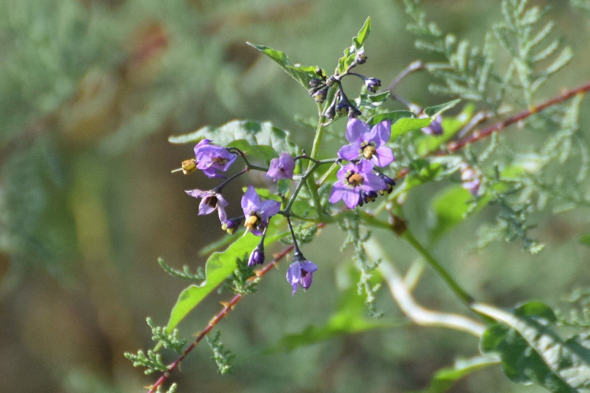Solanum septemlobum flower