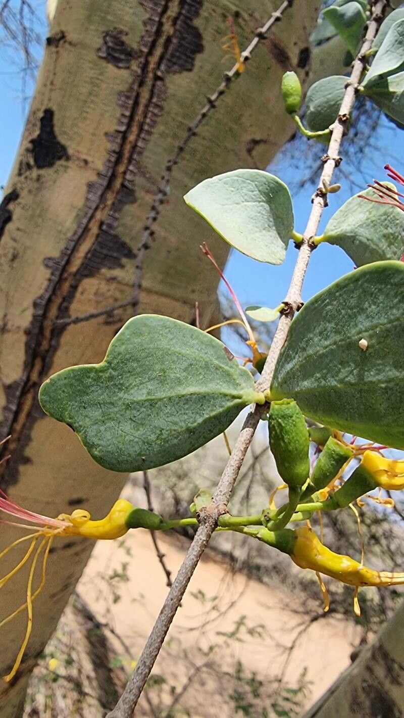 Plicosepalus sagittifolius leaf