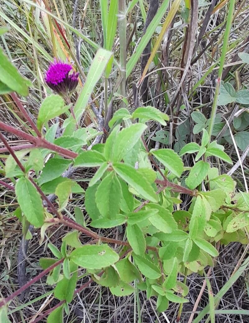 Stevia lilloi — houseplant care guide