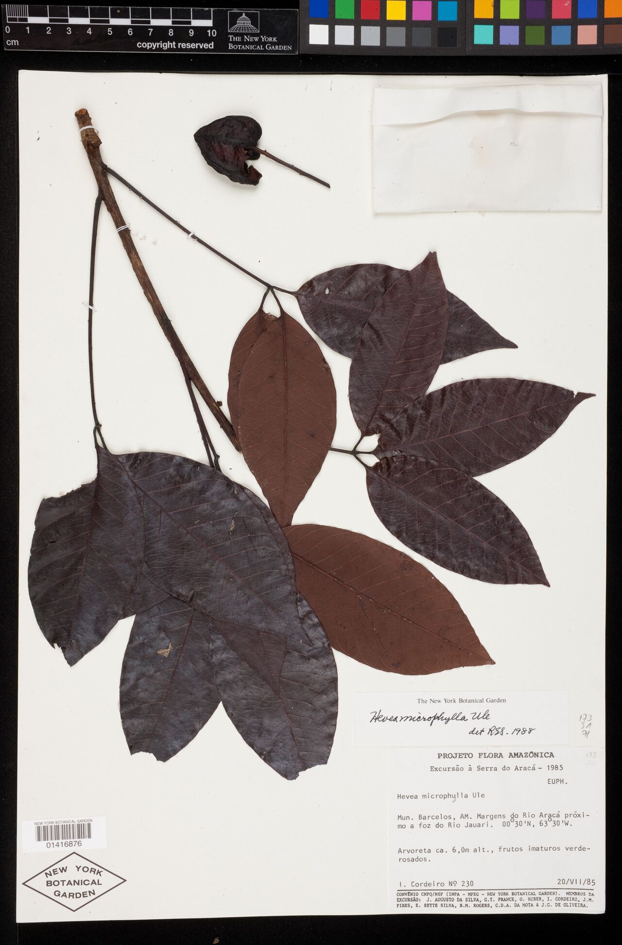 Hevea microphylla leaf