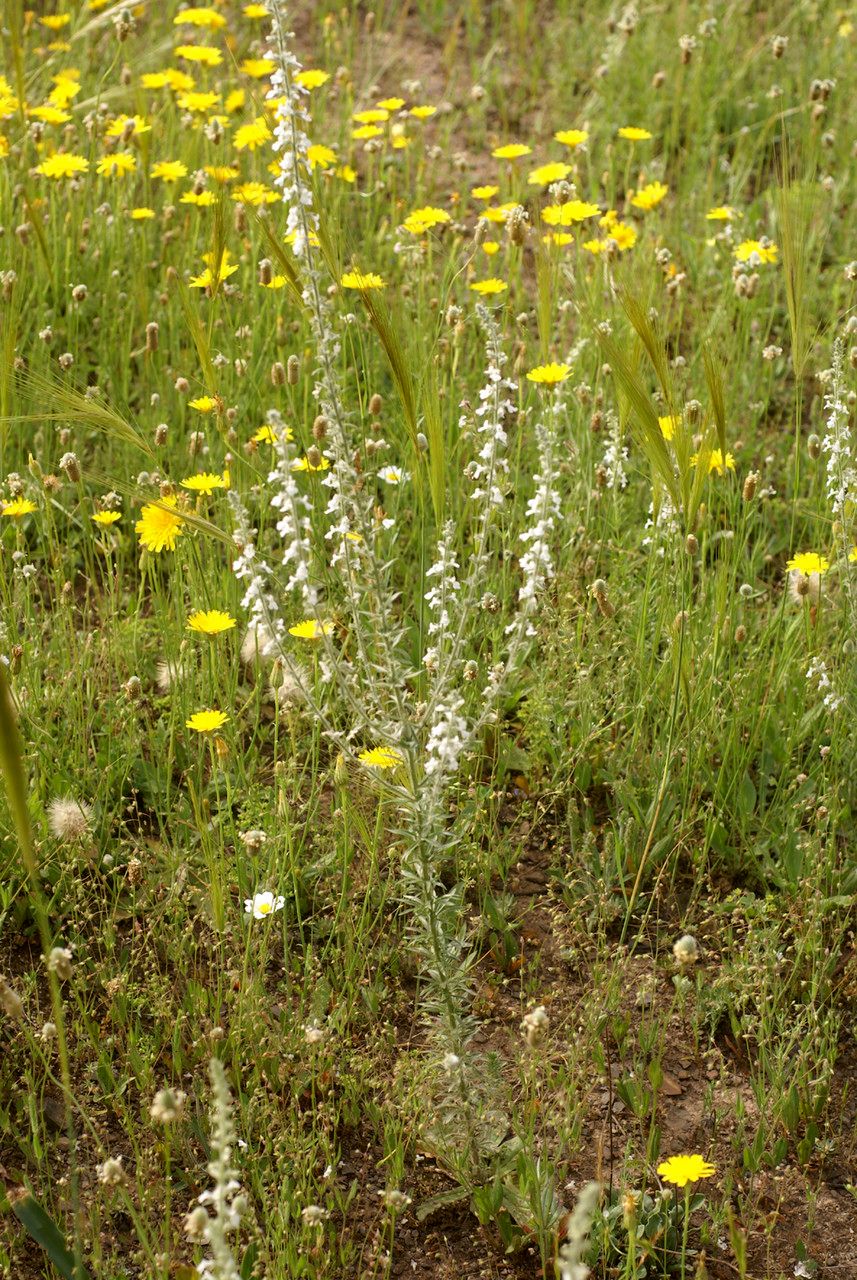 Anarrhinum pedatum habit