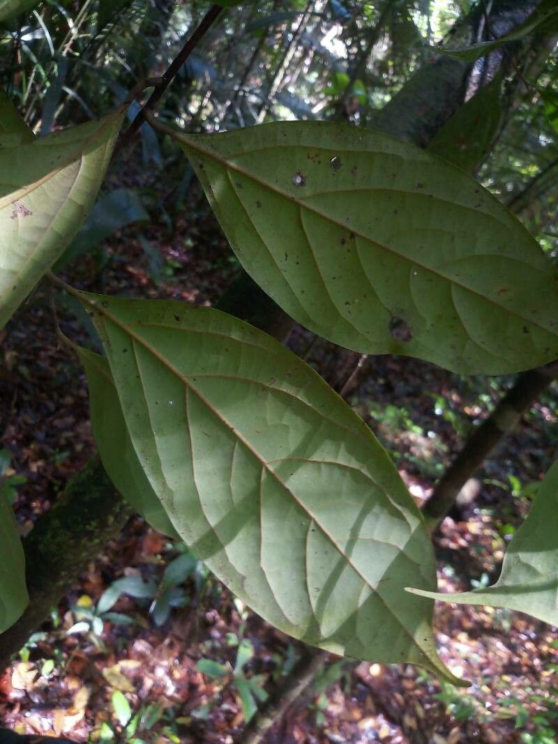 Ocotea splendens leaf