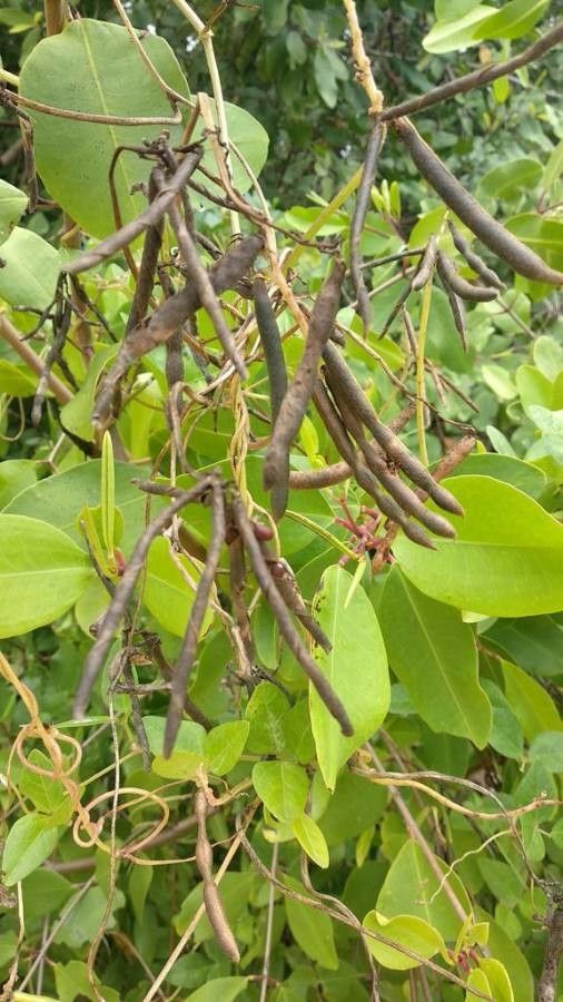 Laguncularia racemosa fruit