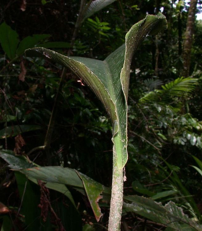 Heliconia umbrophila bark