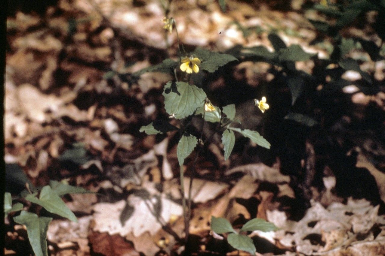 Viola tripartita habit