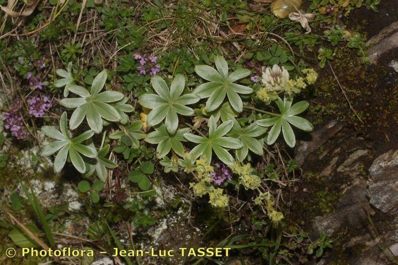 Alchemilla amphisericea habit