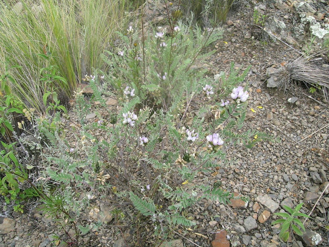 Astragalus garbancillo — houseplant care guide