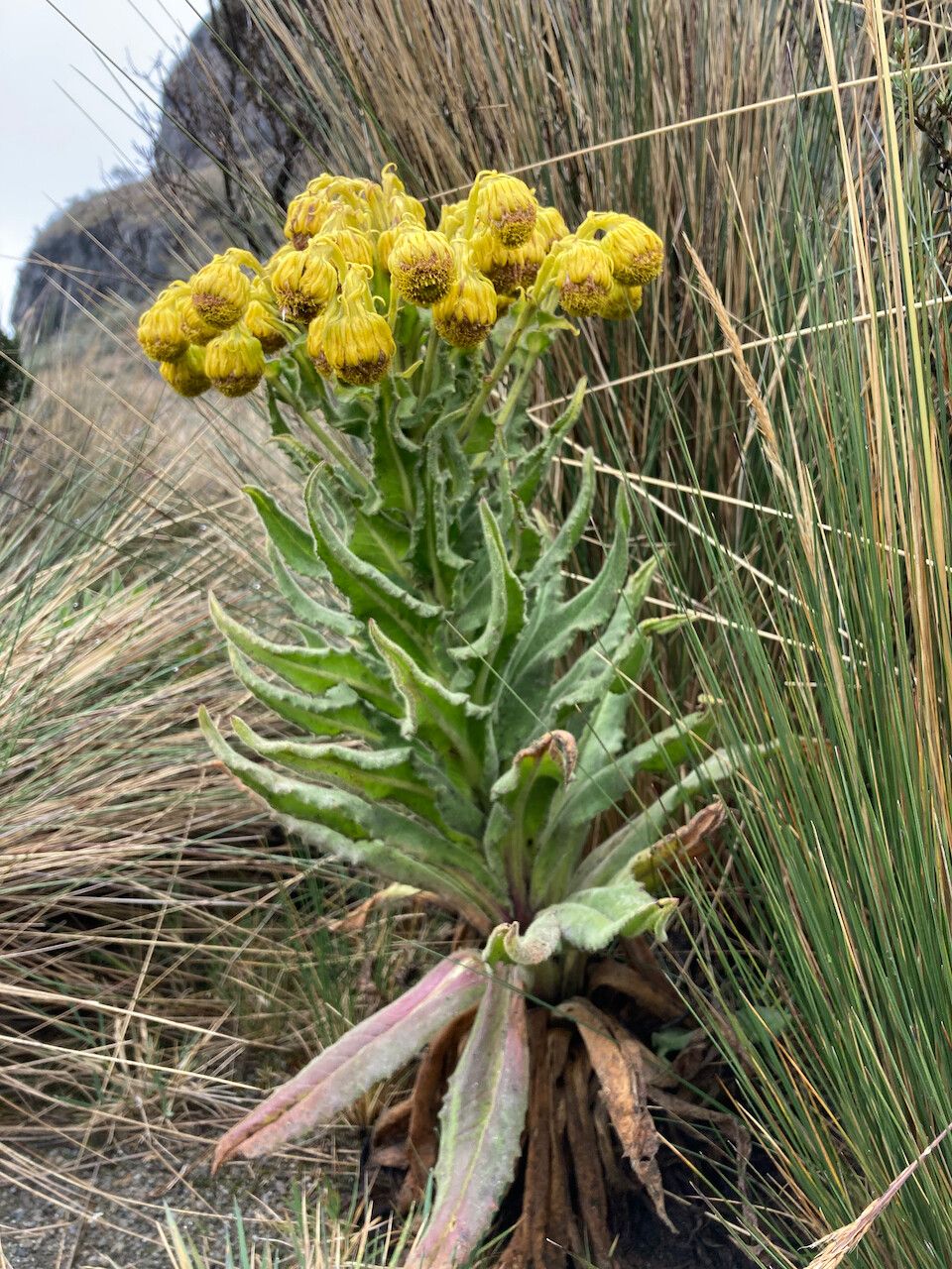 Senecio isabelis flower
