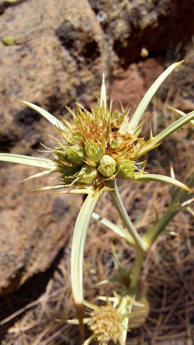 Eryngium thorifolium fruit