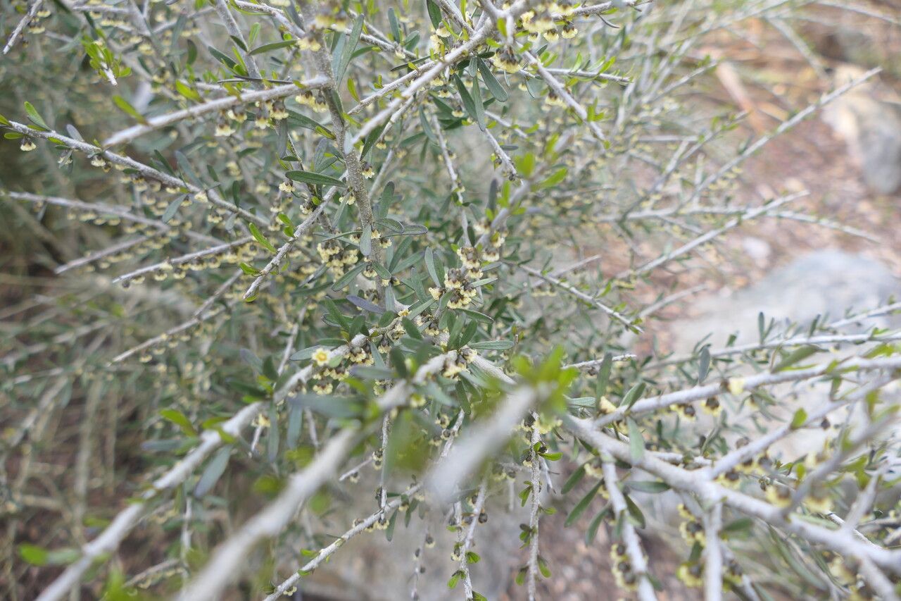 Melicytus angustifolius — related species from the same genus