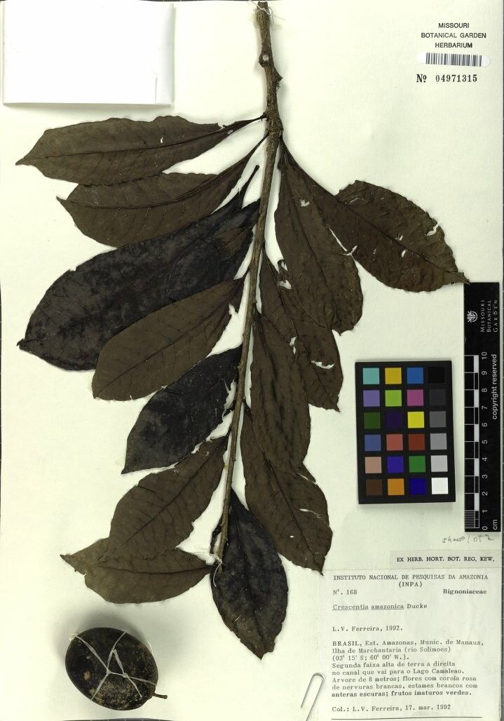 Crescentia amazonica other