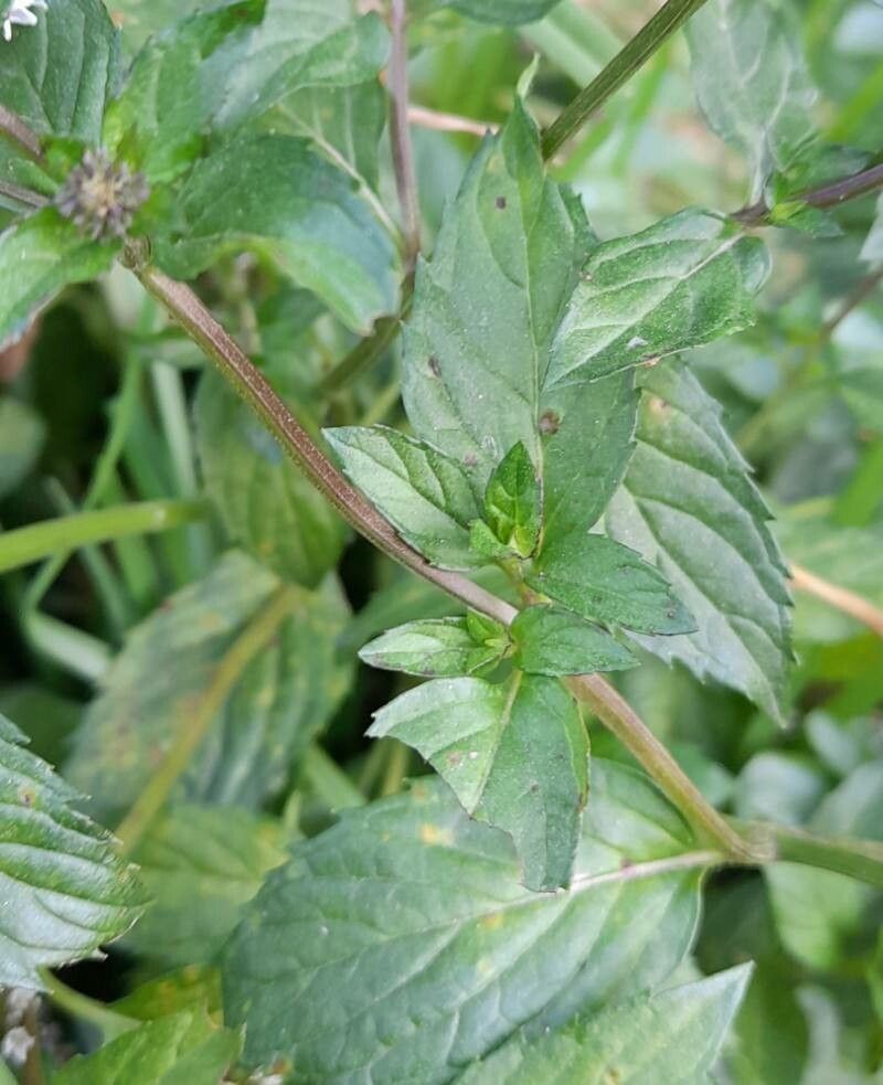 Mentha × piperita