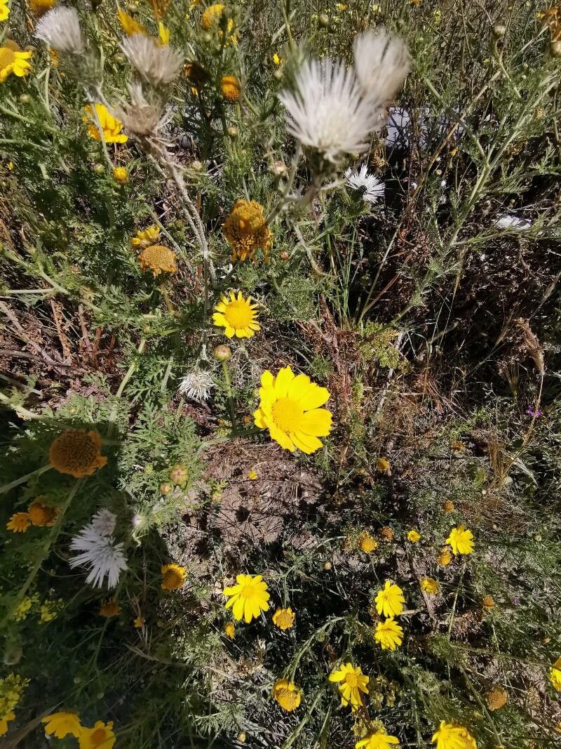 Prolongoa hispanica — houseplant care guide