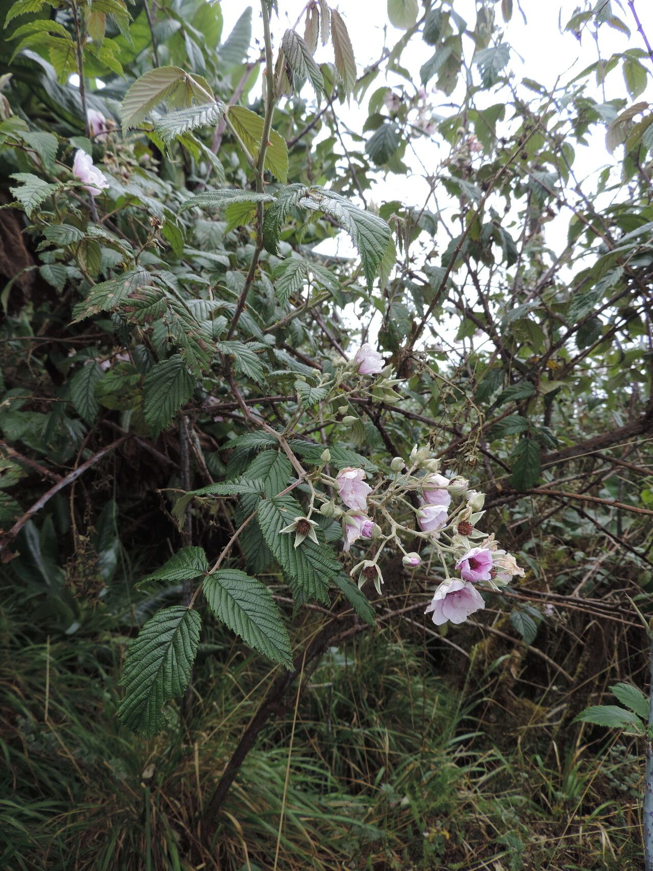 Rubus runssorensis habit