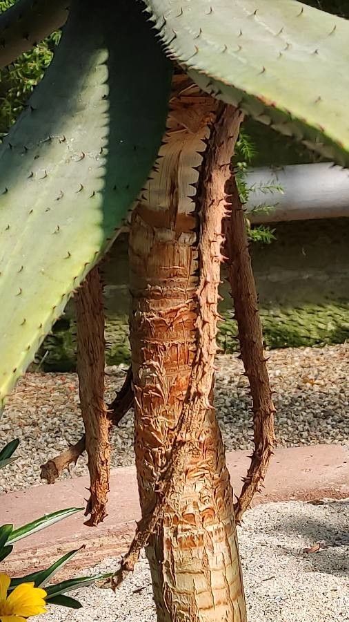 Aloe ferox bark