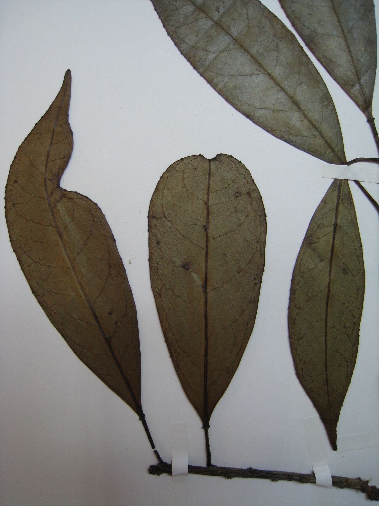 Sapium argutum — related species from the same genus
