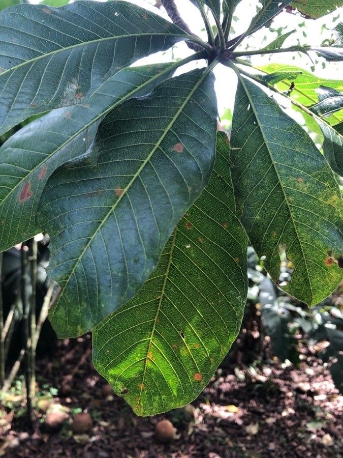 Couroupita guianensis leaf