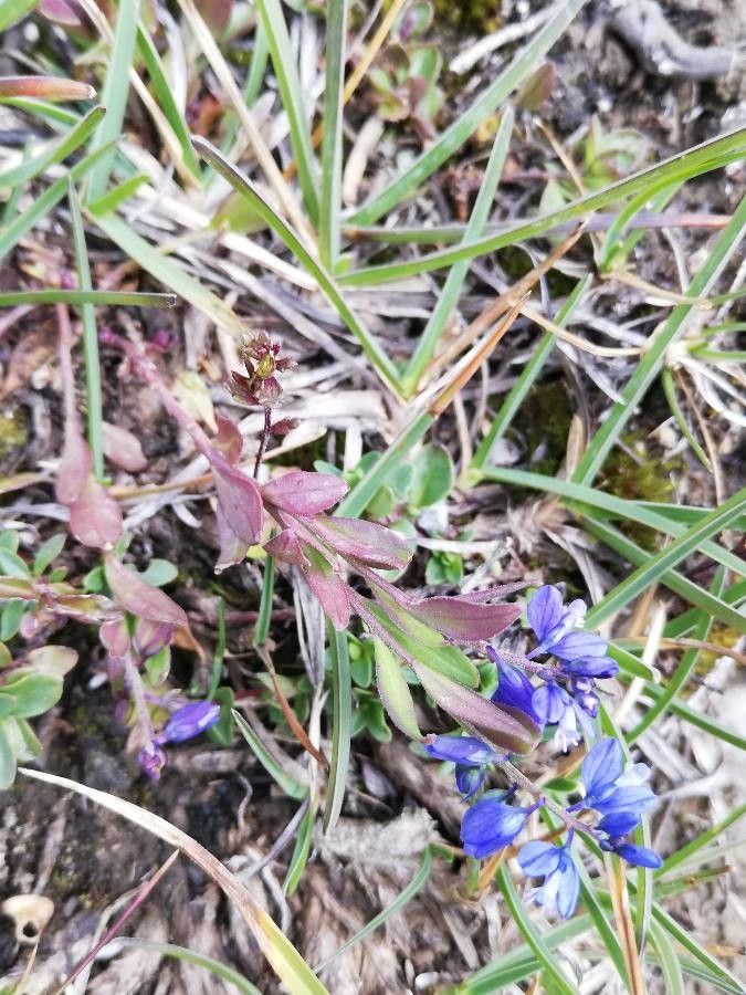 Polygala alpina — search result for 'Polygala'