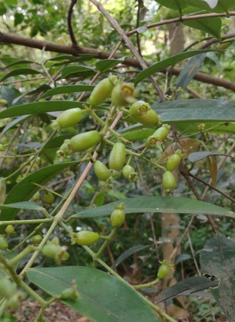 Myrcia splendens fruit