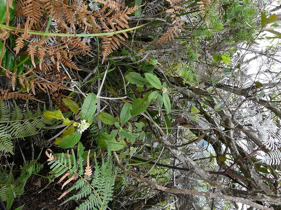 Psychotria nigotei habit