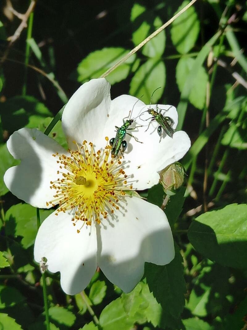 Rosa arvensis flower