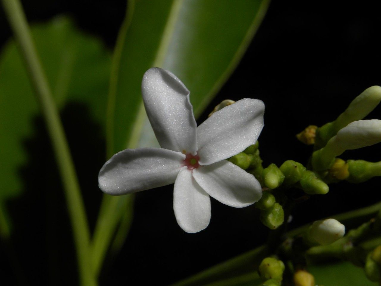 Ochrosia borbonica flower