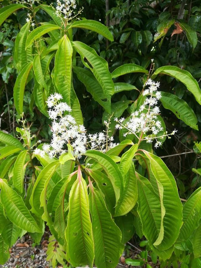 Miconia longifolia flower