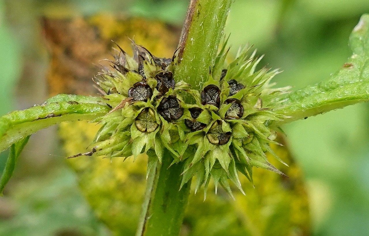 Lycopus europaeus fruit