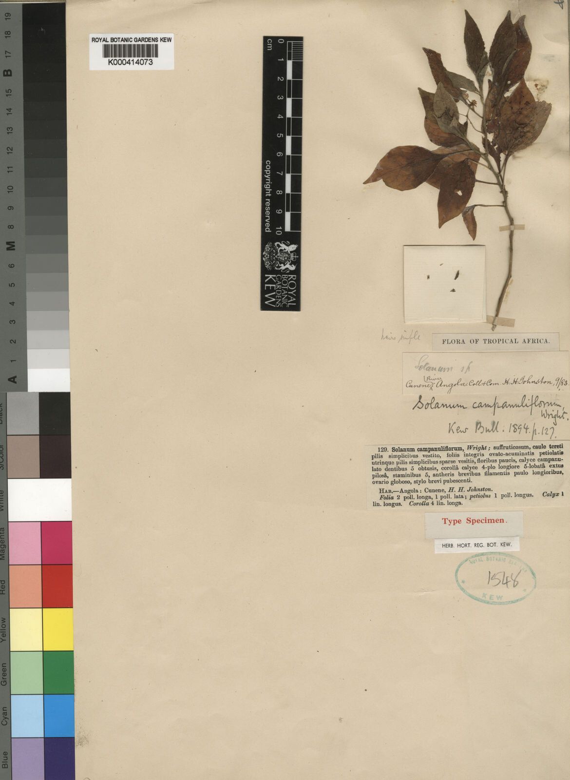 Solanum campanuliflorum — houseplant care guide