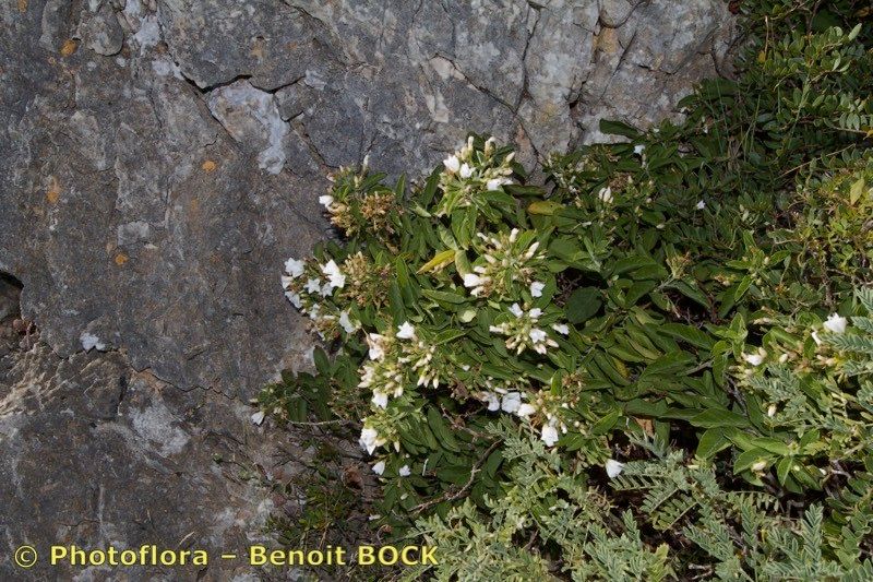 Convolvulus fernandesii other