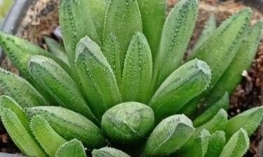 Haworthia floribunda — houseplant care guide