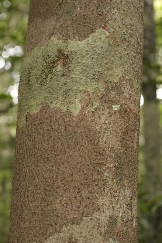 Dacryodes nitens bark