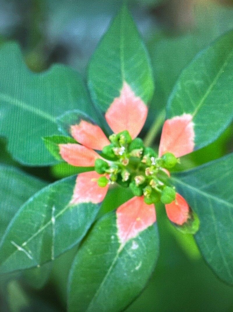 Euphorbia graminifolia flower