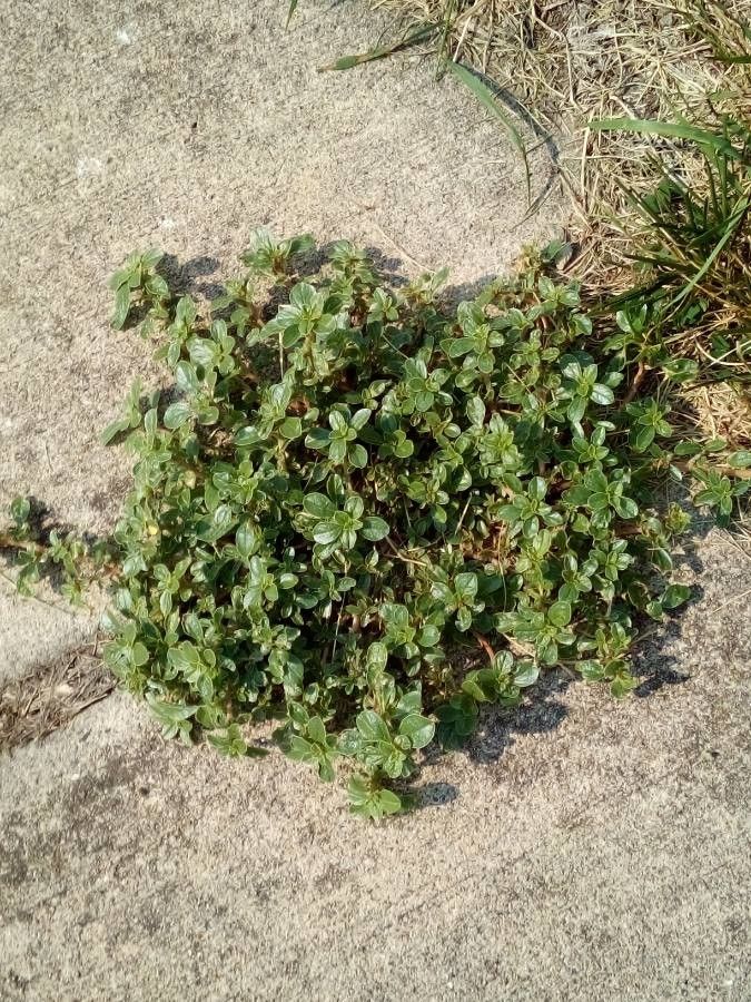 Amaranthus blitoides leaf